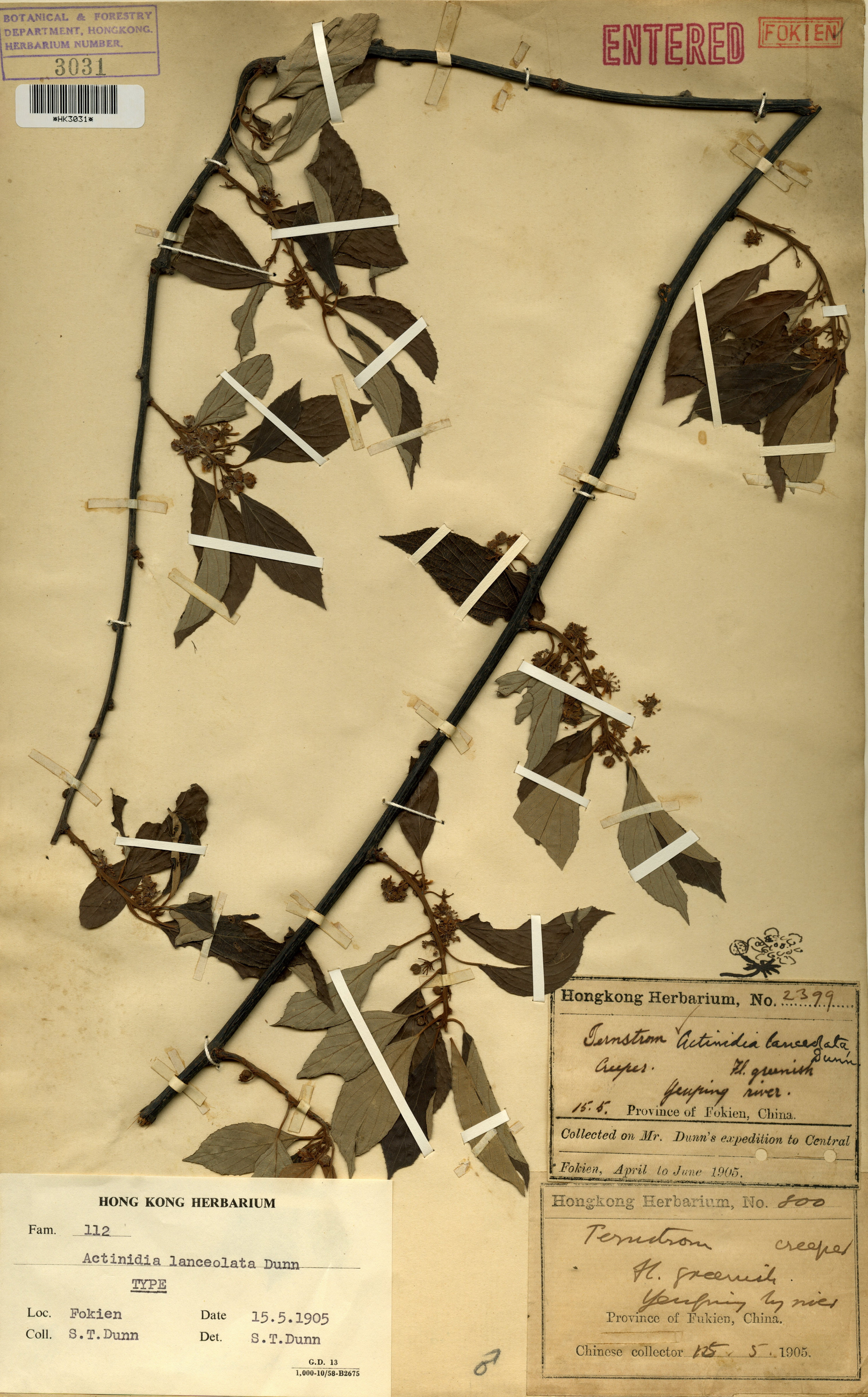  Actinidia lanceolata Dunn